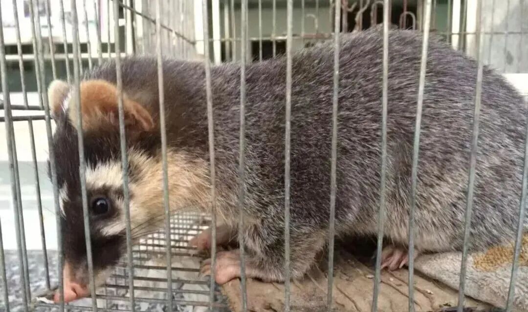 被救助的鼬獾。茫崖市公安局供圖