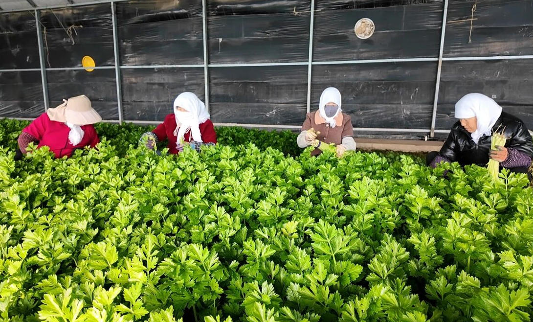 村民正在采收棚內(nèi)蔬菜。劉珊珊攝