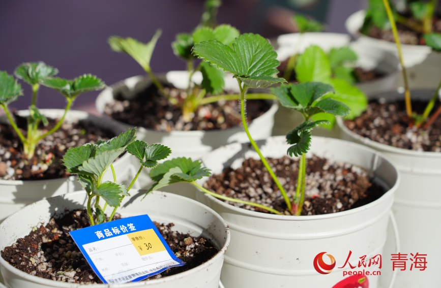 市集上售賣(mài)的草莓苗。人民網(wǎng)記者 甘海瓊攝